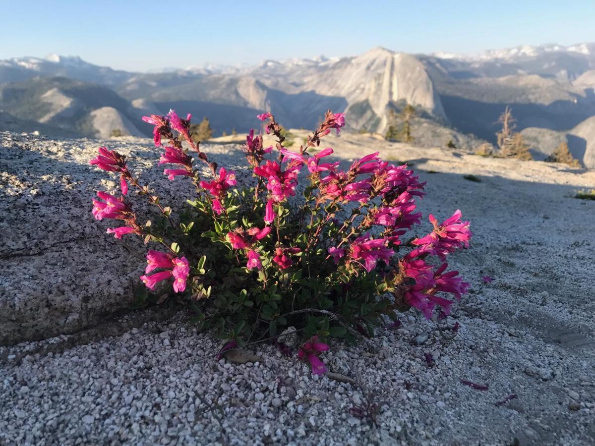 Morning Star Vista Near Yosemite - Countryside With Mountain Views Apartamento Mariposa Exterior foto